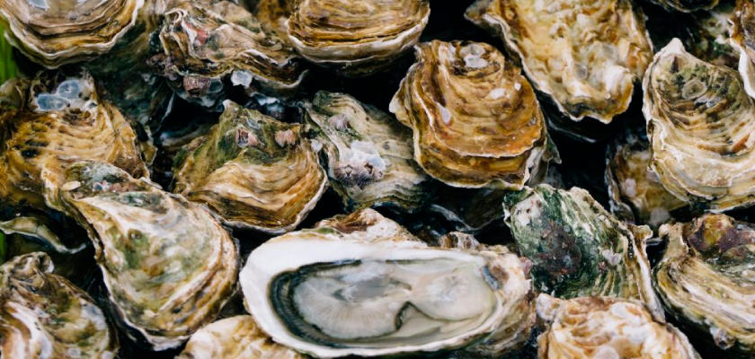 Epagri testa cultivo de ostras para produção de carne desconchada