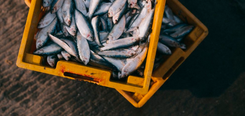 Apresentado Projeto de Lei que trata de comércio de pescados frescos