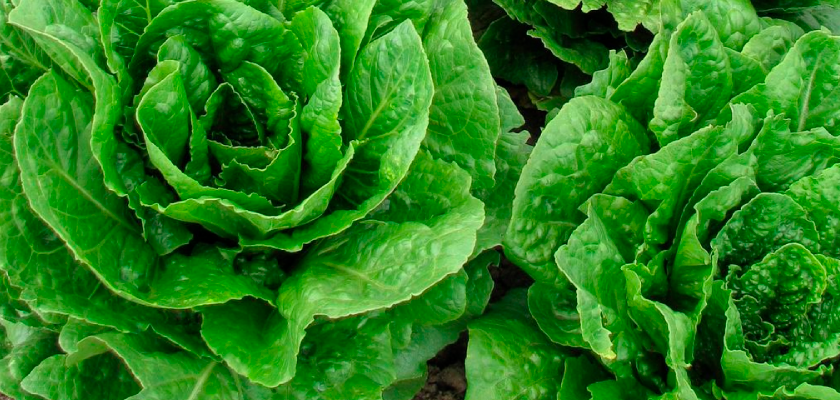 Rastreabilidade: oito tipos de vegetais têm rastreabilidade obrigatória para garantir direito dos consumidores