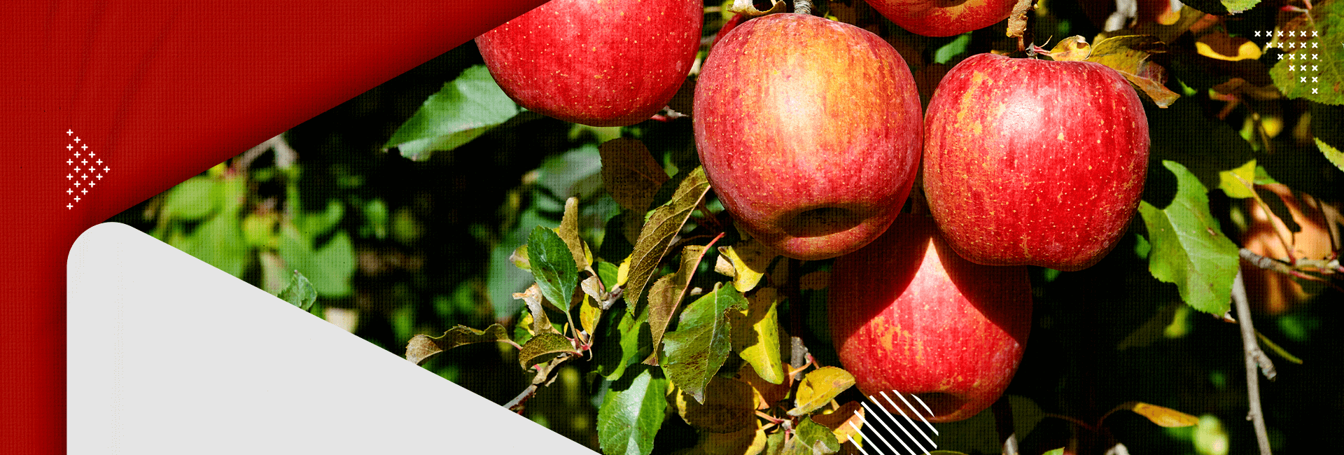 Temporada da maçã propicia turismo de experiência na serra catarinense